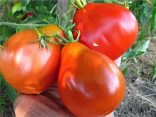 Сорт томата Японский трюфель
