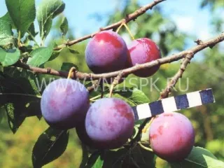 Сорт сливы домашней Ренклод Курсакова