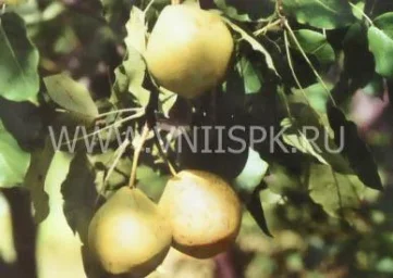 Сорт груши Приморская Красавица 0
