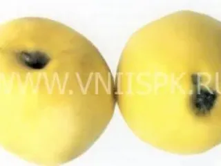 Сорт яблони Желтое Ребристое