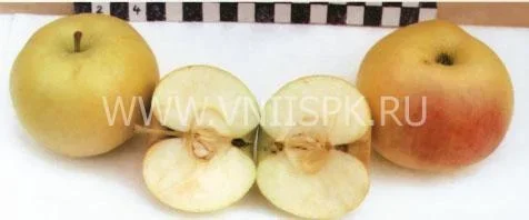 Сорт яблони Георгиевское 0