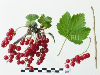 Сорт смородины красной Нива 0