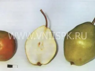 Сорт груши Татьяна (Груша)