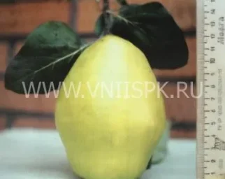 Сорт айвы Подарочная 0