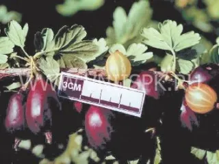 Сорт крыжовника Чёрная Капля