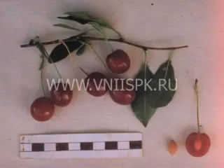 Сорт вишни Низкорослая