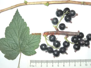 Сорт смородины черной Чаровница