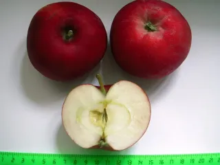 Сорт яблони Новелла