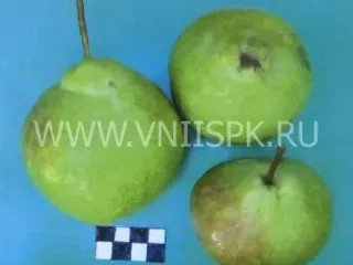 Сорт груши Юбилейная Корнеева