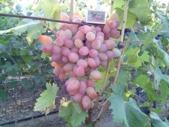Сорт винограда Гелиос 2