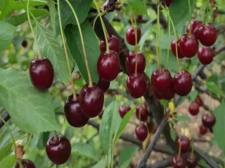 Сорт вишни Превосходная Колесниковой