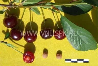 Сорт вишни Сания 0