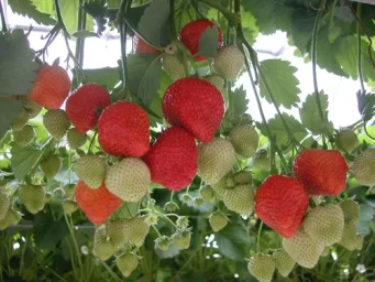 Сорт клубники Соната 1