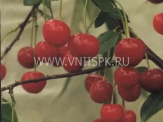 Сорт вишни Нортстар