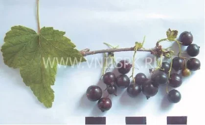 Сорт смородины черной Кольский Сувенир 0