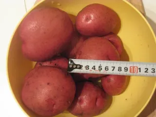 Сорт картофеля Кураж