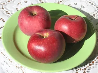Сорт яблони Легенда