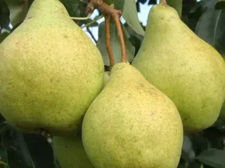 Сорт груши Просто Мария