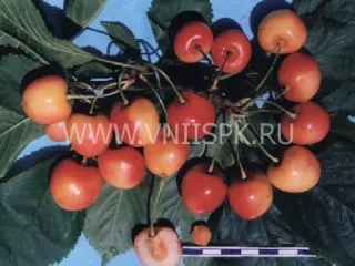 Сорт черешни Францис
