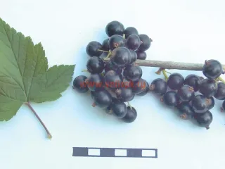 Сорт смородины черной Бирюлёвская