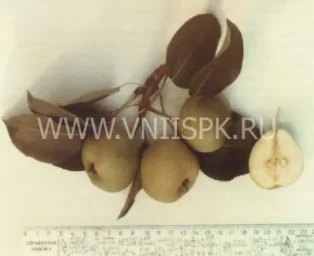 Сорт груши Миф 0