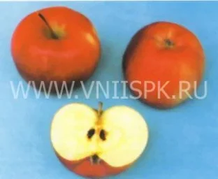 Сорт яблони Прима 0