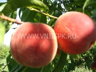 Сорт персика Ред Хавен (Red Heaven)