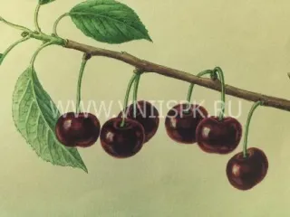 Сорт вишни Подбельский