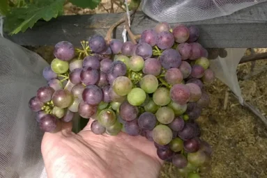 Сорт винограда Загадка Шарова 2