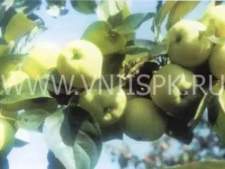 Сорт яблони Дочь Папировки