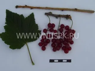 Сорт смородины красной Надежда (Смородина Красная)