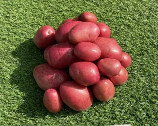 Сорт картофеля Алуэт 0