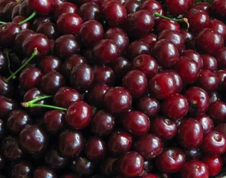Сорт вишни Шпанка (дюк) 3