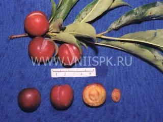 Сорт сливы китайской Тихоокеанская