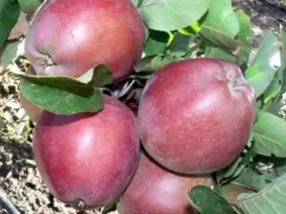 Сорт яблони Предгорное