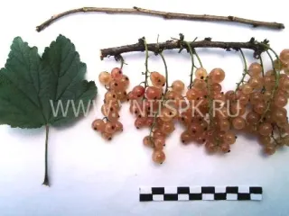 Сорт смородины красной Прыгажуня