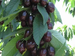 Сорт черешни Амулет