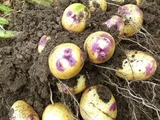 Сорт картофеля Иван да Шура