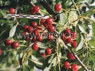 Сорт вишни Ожерелье (Вишня)