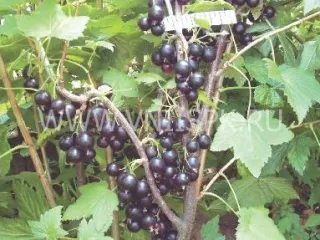 Сорт смородины черной Дебрянск