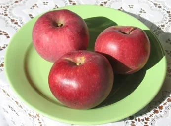 Сорт яблони Легенда 0