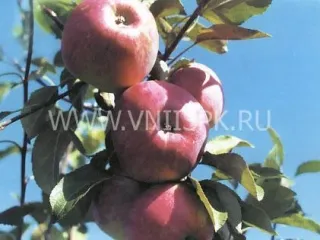 Сорт яблони Аэлита