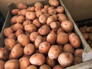 Сорт картофеля Крымская роза
