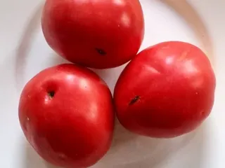 Сорт томата Настенька