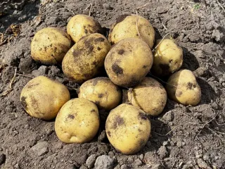 Сорт картофеля Карелия