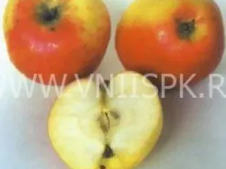 Сорт яблони Сергиана