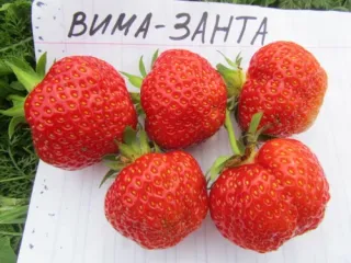 Сорт клубники Вима Занта
