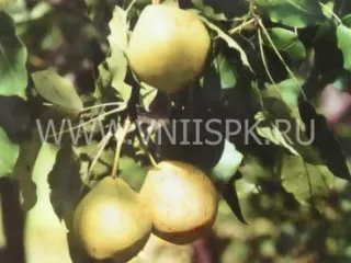Сорт груши Приморская Красавица