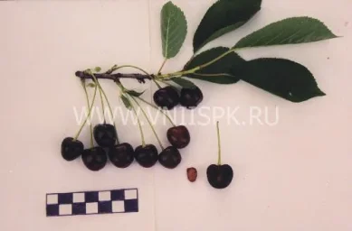 Сорт вишни Мелодия 0