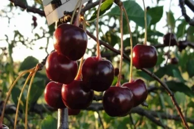 Сорт вишни Шеланговская 0